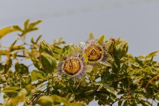 The Passion Fruit House Villa São Vicente Buitenkant foto